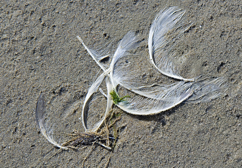 Holland 04-2014 ---20140418_0322 Kopie.jpg - Ein weiteres Kunstwerk - vom Wind geschaffen